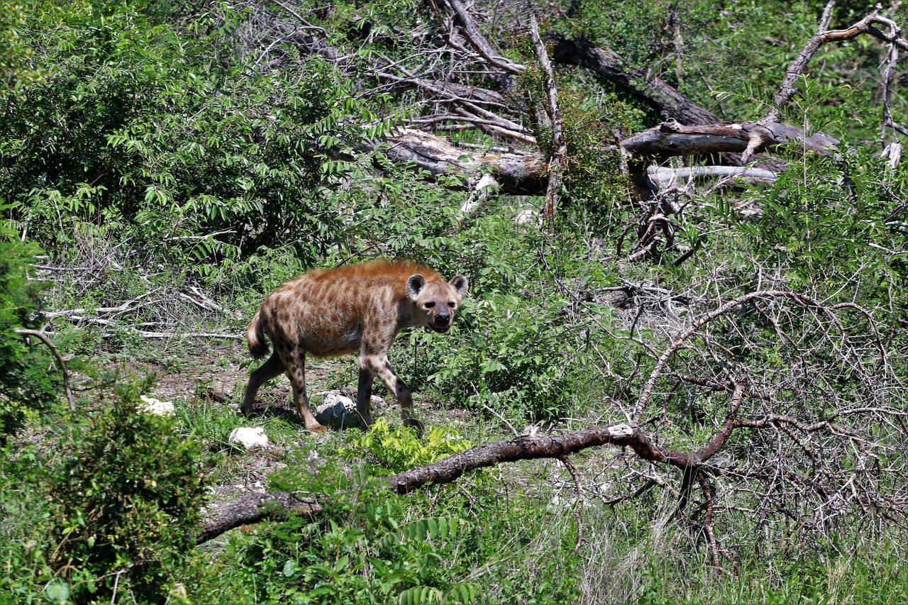 Lions Place Grietjie Game Reserve Extérieur photo